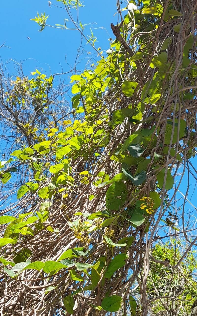 Stigmaphyllon bonariense habit