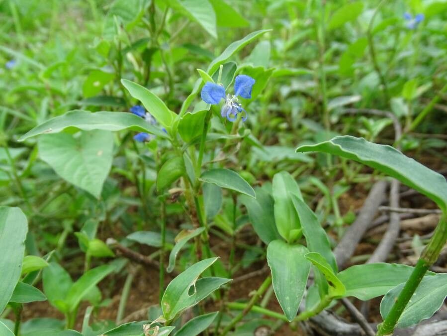 Commelina coelestis leaf
