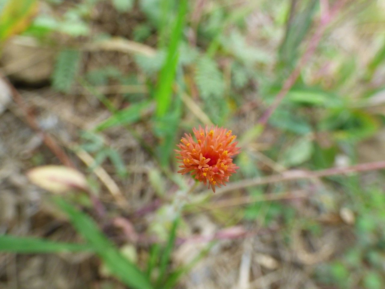 Emilia lyrata flower