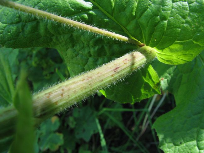 Crepis lampsanoides bark