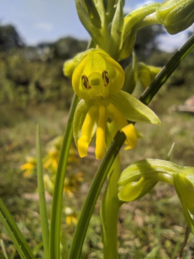 Habenaria marginata — houseplant care guide