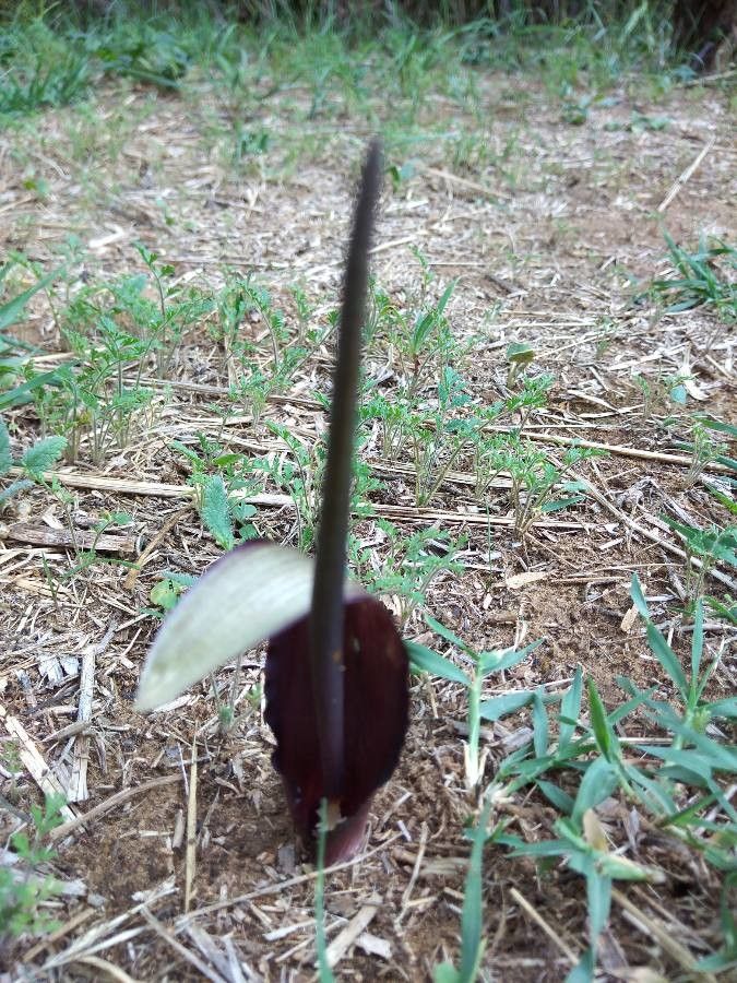 Biarum tenuifolium flower