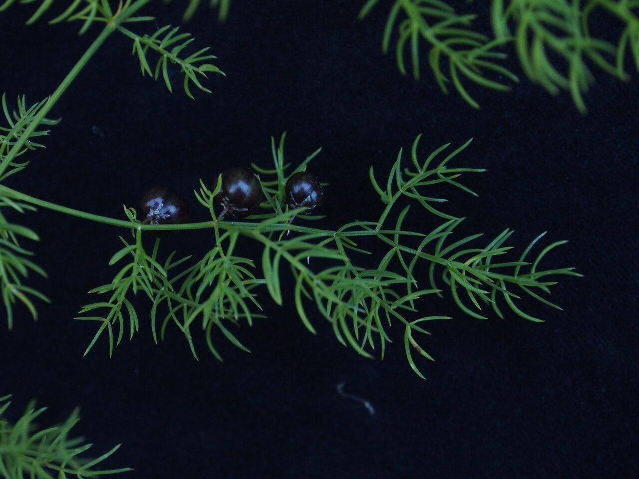 Asparagus filicinus — houseplant care guide