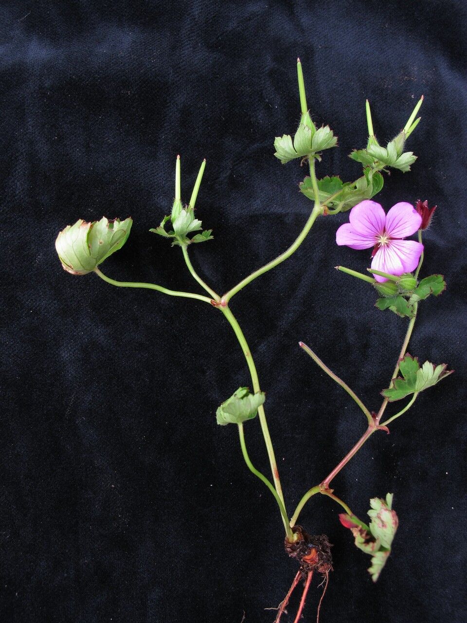 Geranium polyanthes habit