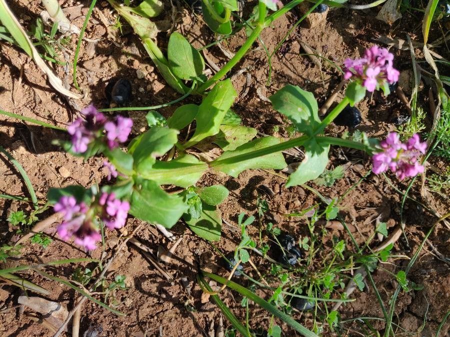 Fedia cornucopiae habit