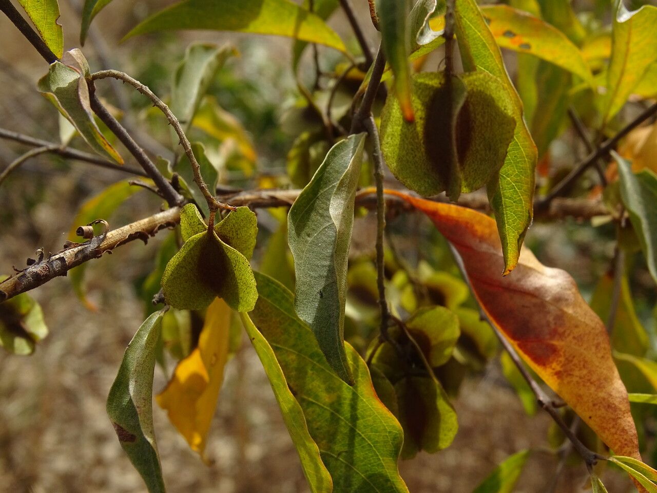 Combretum micranthum fruit