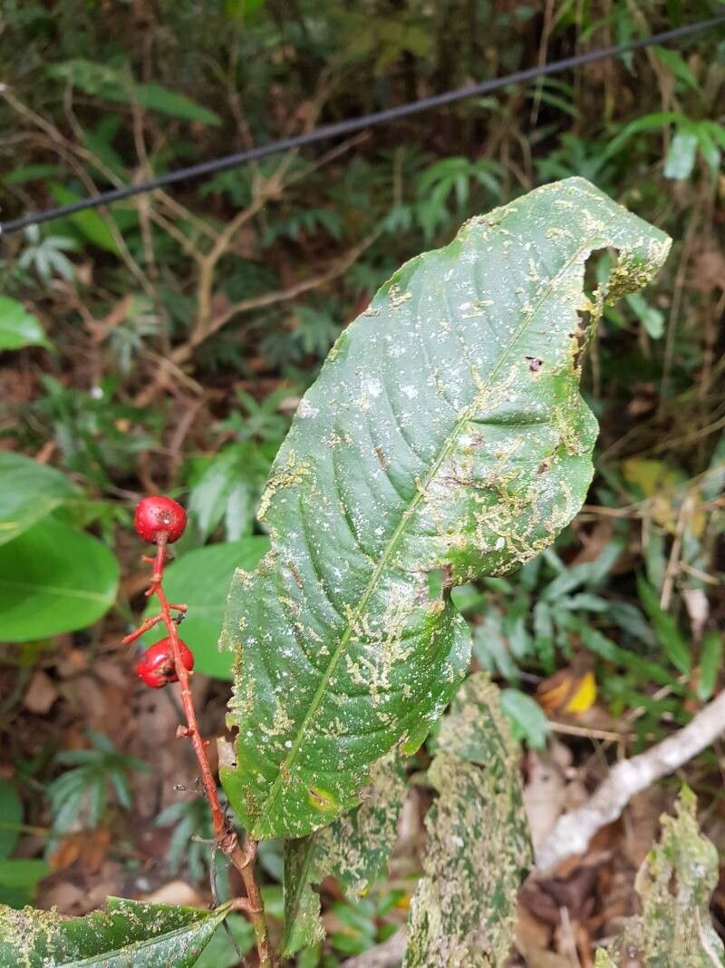 Ouratea rinconensis leaf