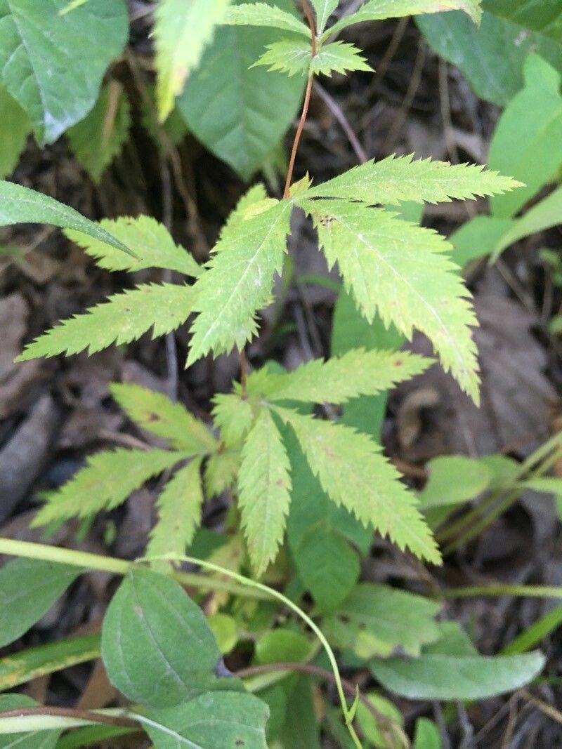 Gillenia stipulata leaf