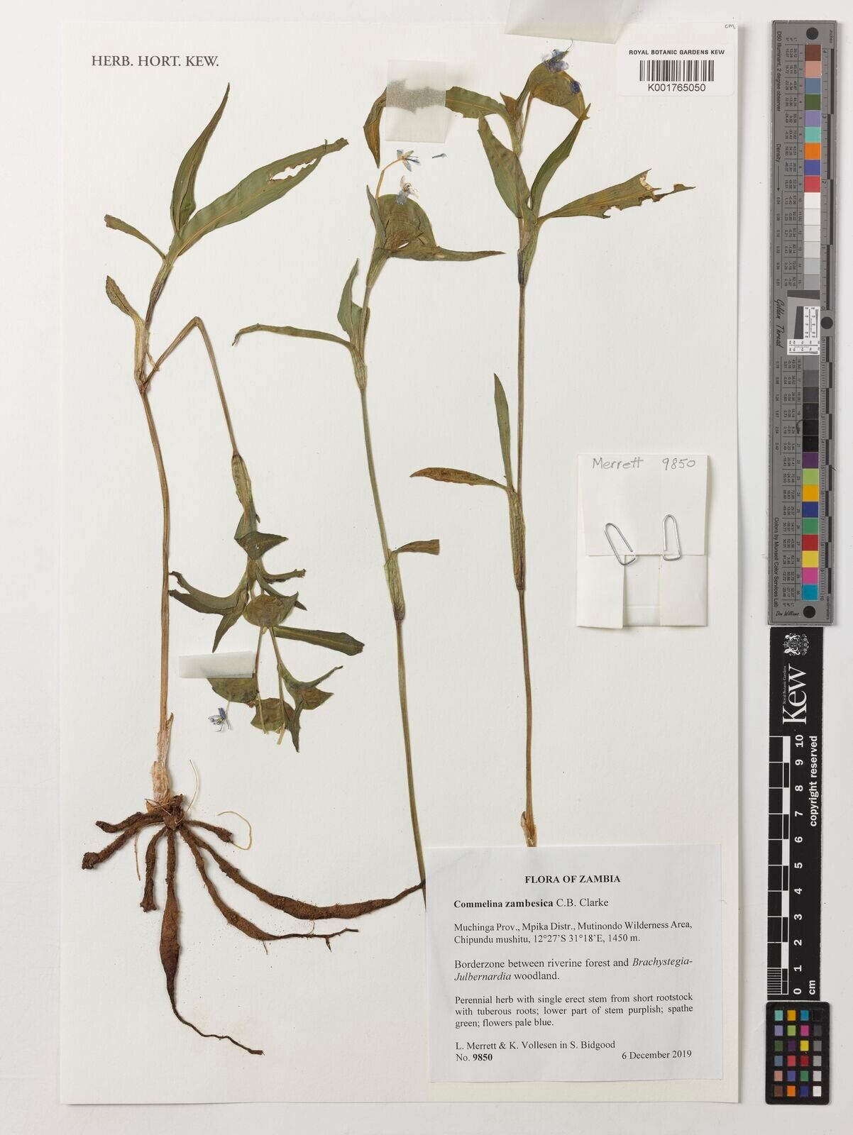 Commelina zambesica — search result for 'Commelina'