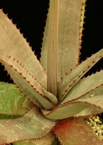 Aloe betsileensis — houseplant care guide