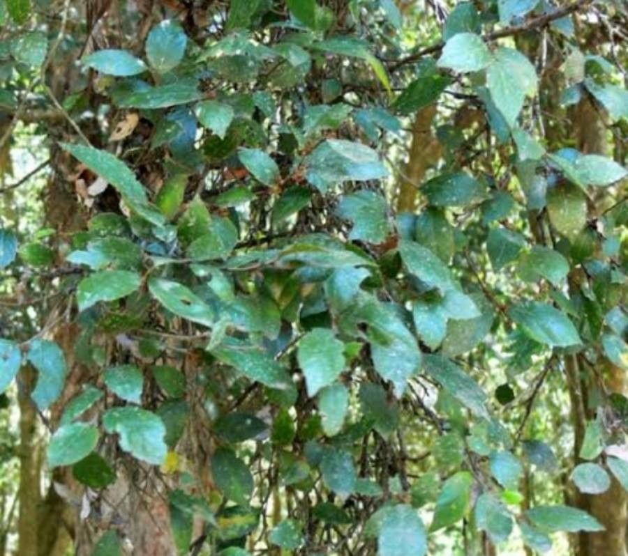 Aphananthe philippinensis — search result for 'Cannabaceae'