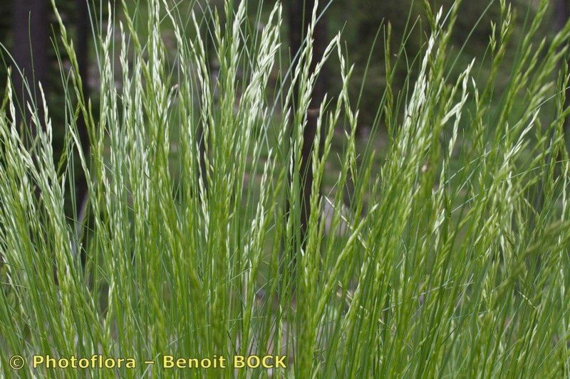 Festuca dimorpha habit