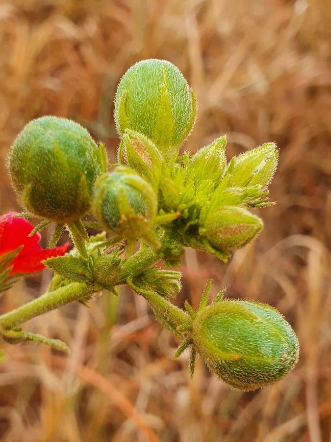 Hibiscus aponeurus fruit