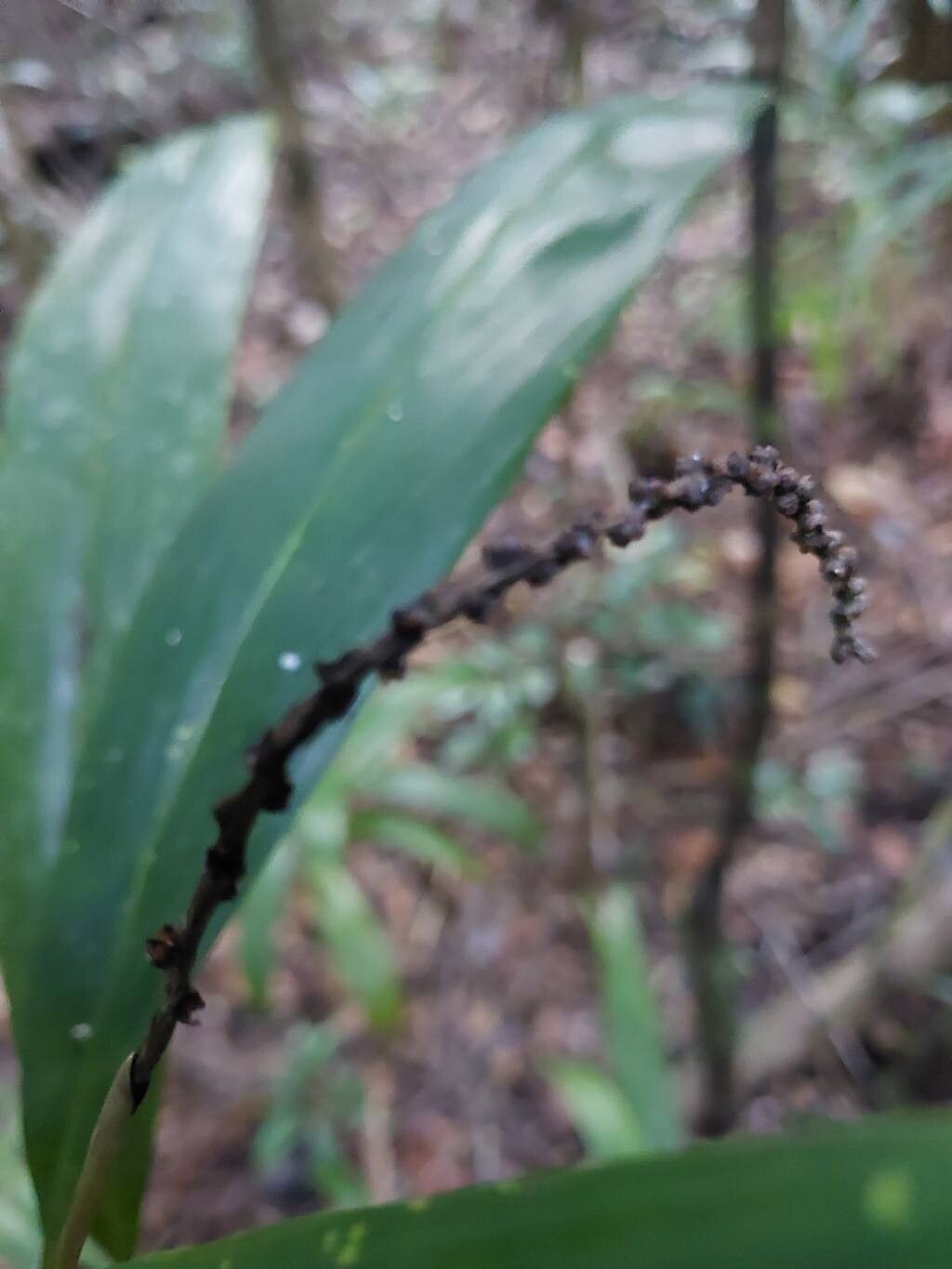 Dypsis simianensis fruit