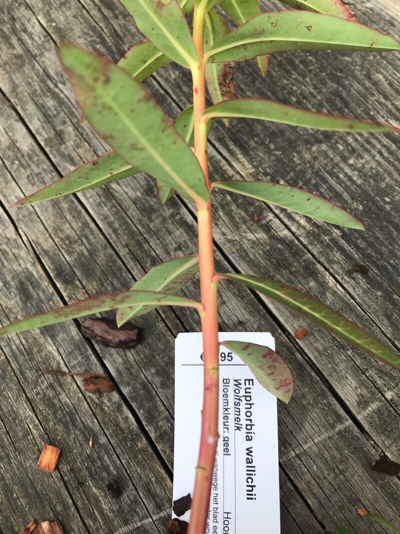 Euphorbia wallichii bark