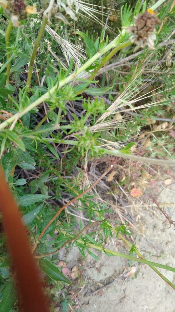 Dipterostemon capitatus leaf