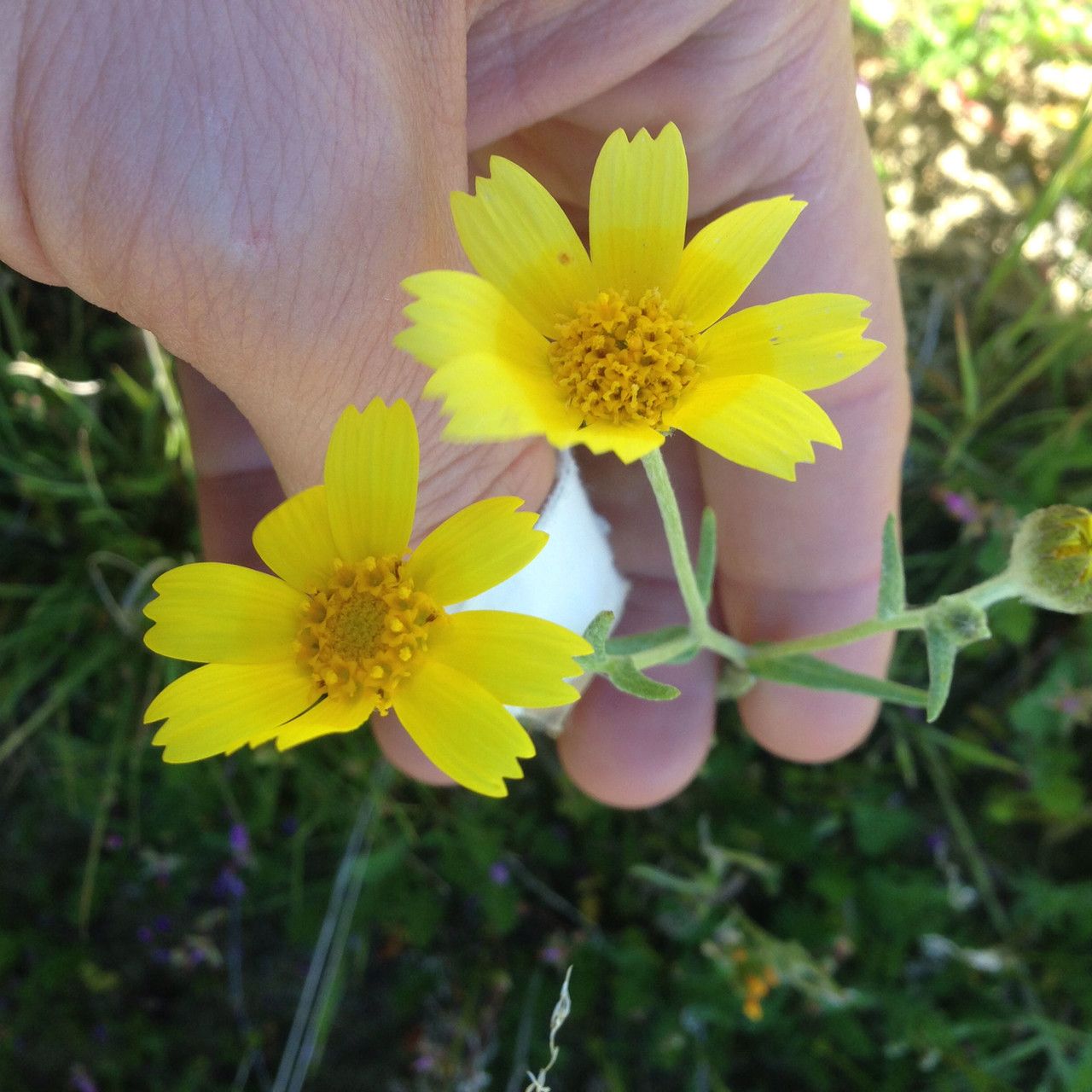 Monolopia stricta — houseplant care guide