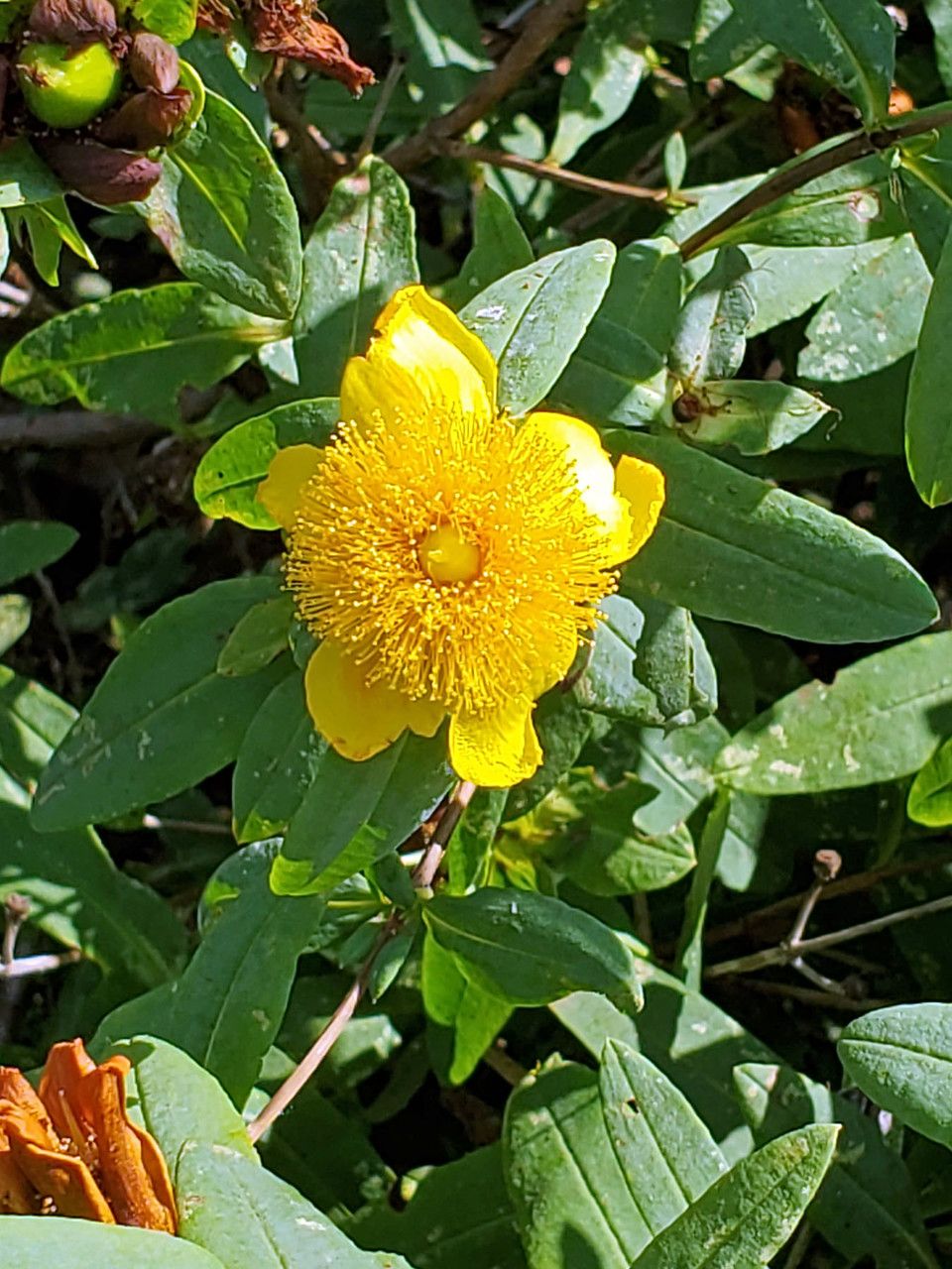 Hypericum frondosum flower