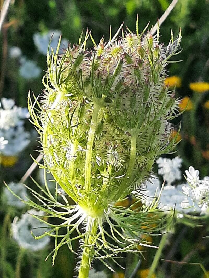Daucus muricatus fruit