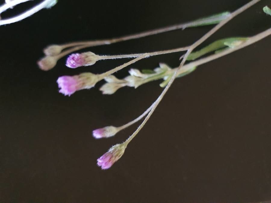 Gutenbergia cordifolia flower
