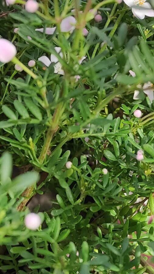 Boronia fraseri — search result for 'Citrus'