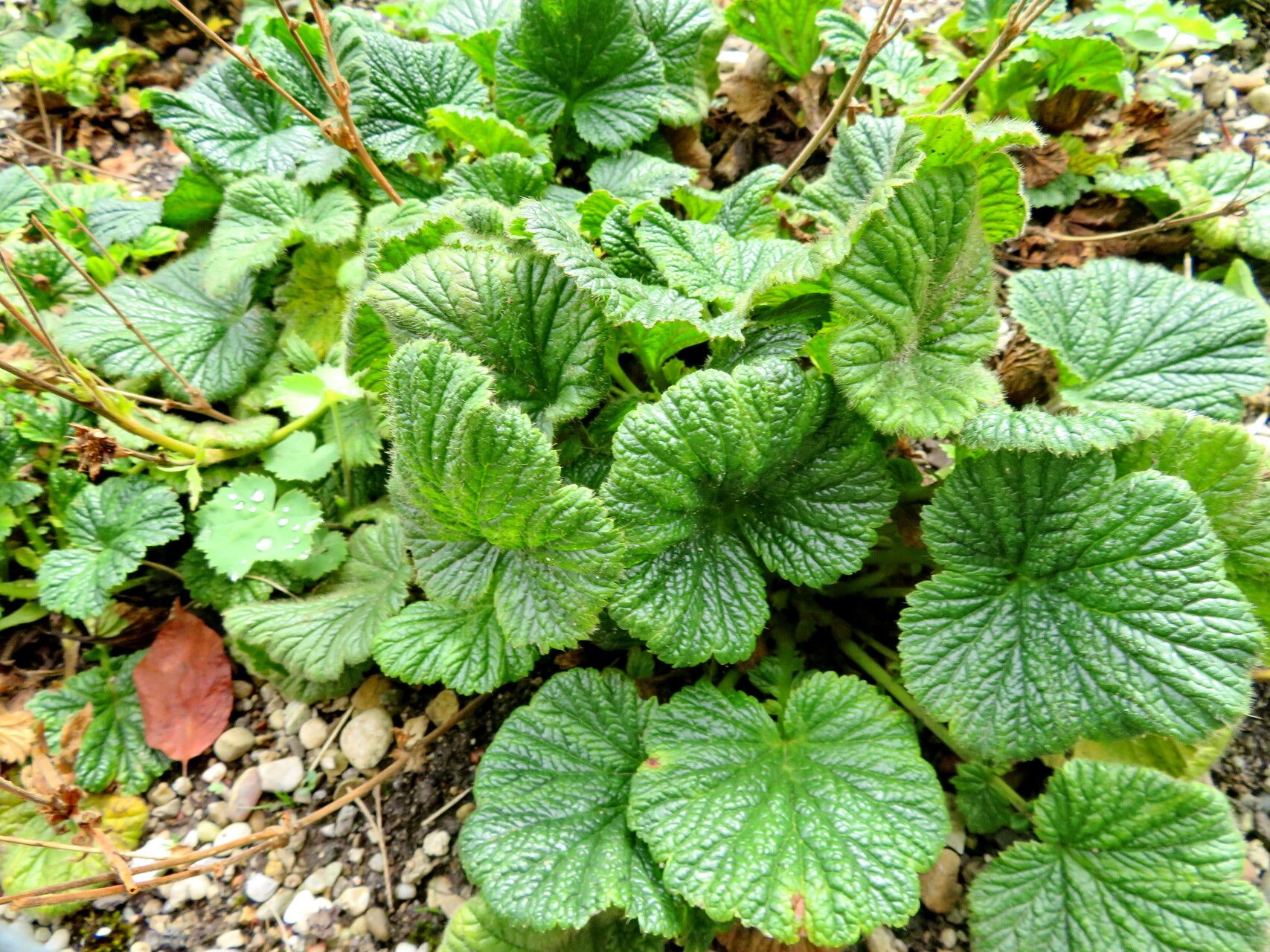 Geum capense leaf