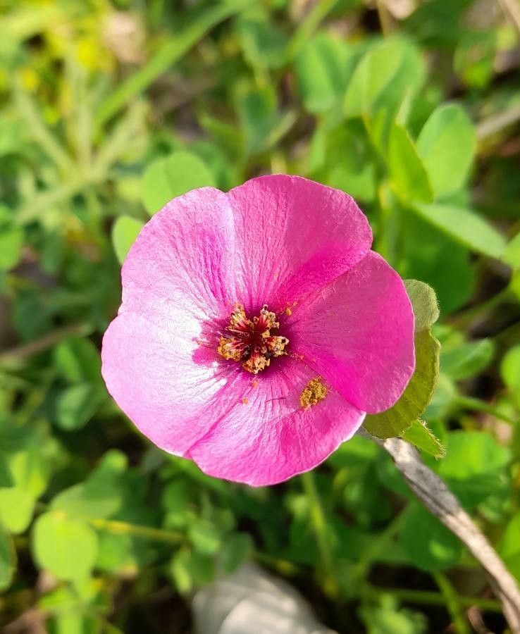 Modiolastrum gilliesii flower