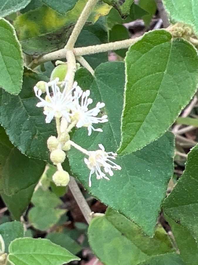 Croton ciliatoglandulifer flower