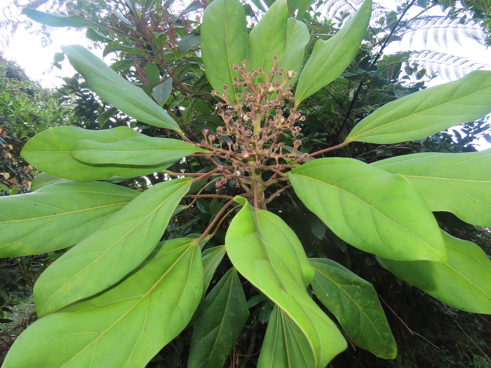 Oreopanax striatus — houseplant care guide