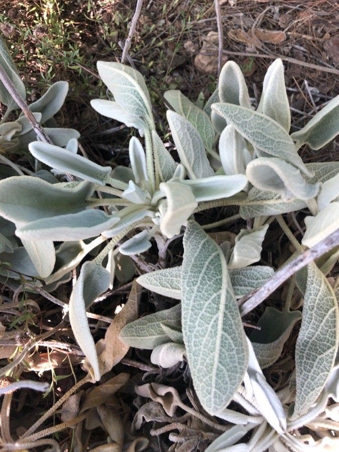 Phlomis crinita — clay tolerant houseplant