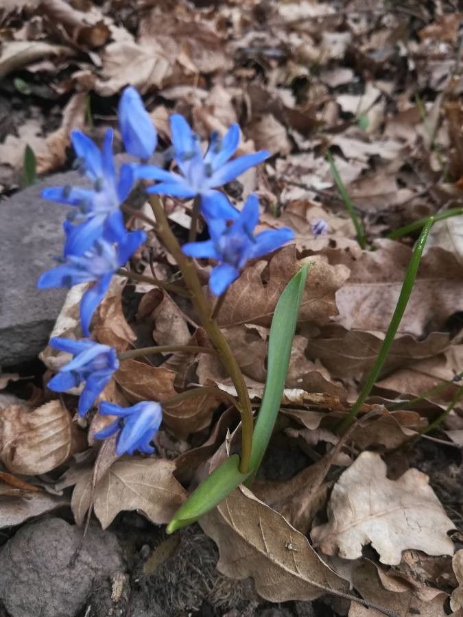 Scilla kladnii flower