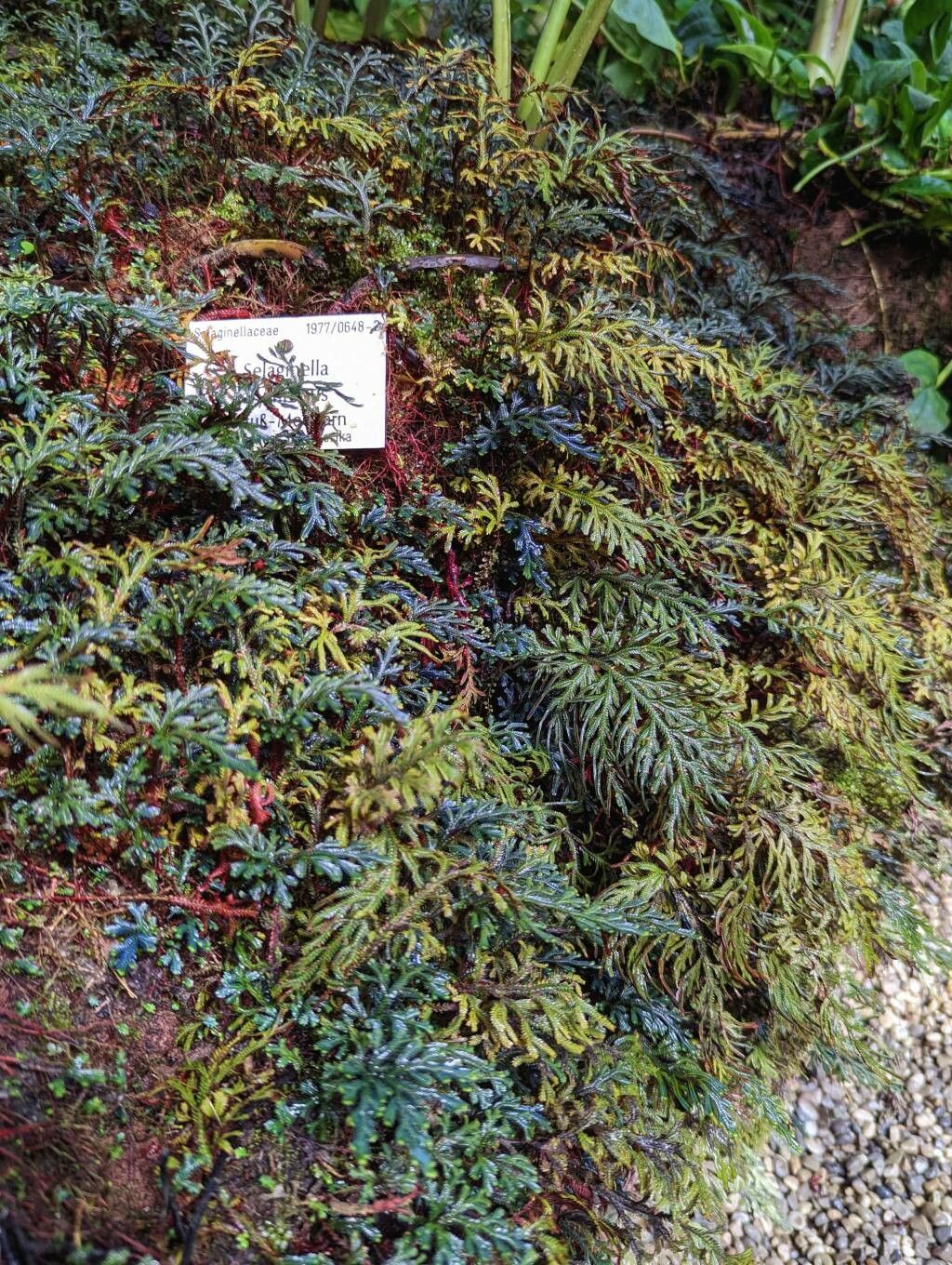 Selaginella erythropus habit