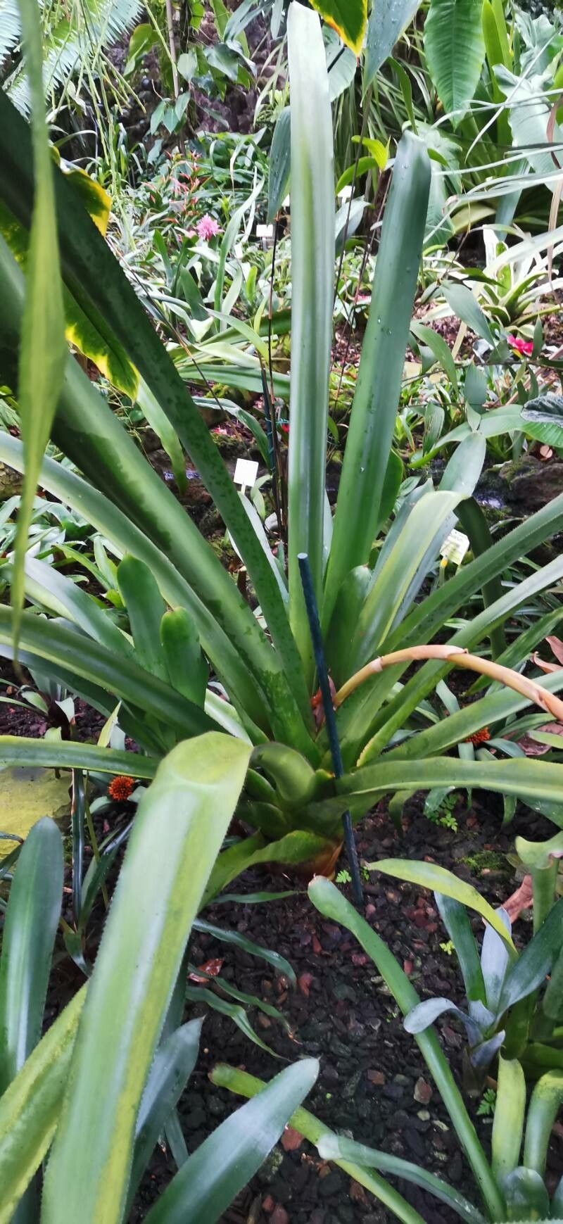 Aechmea coelestis — search result for 'Aechmea'