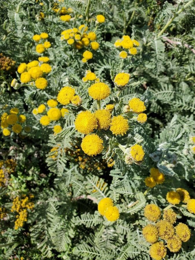 Tanacetum bipinnatum flower