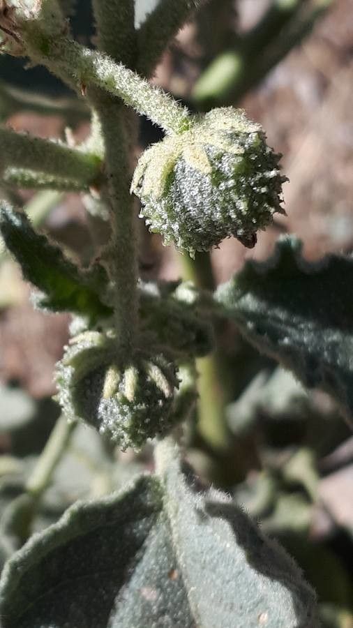 Chrozophora oblongifolia fruit