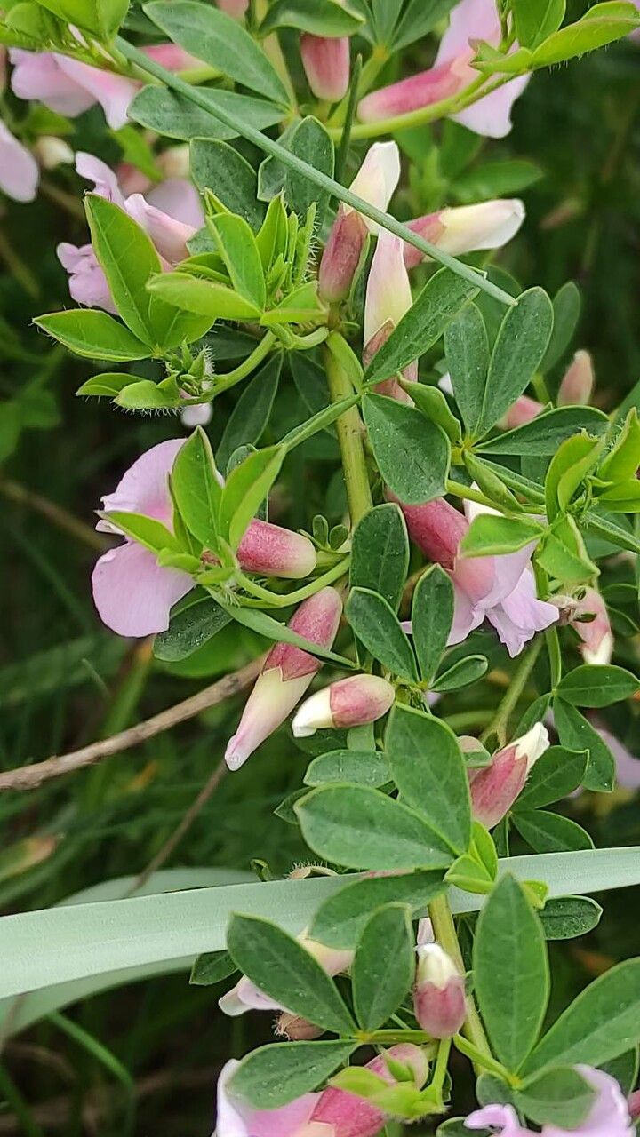 Cytisus purpureus — search result for 'Albania'