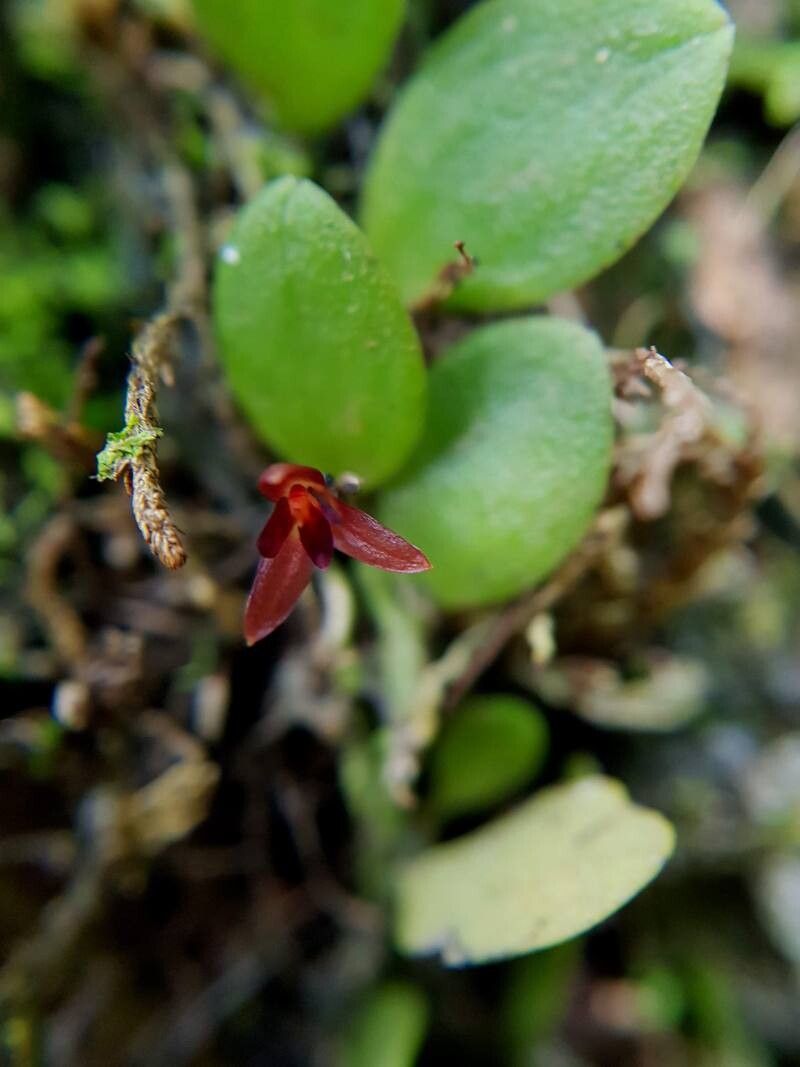Anathallis lewisiae flower