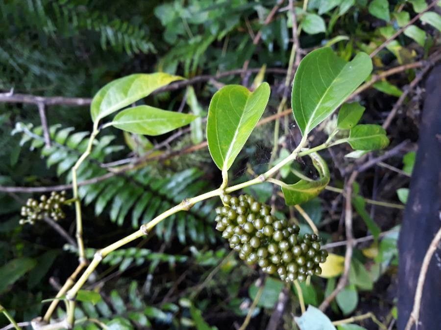 Piper borbonense fruit