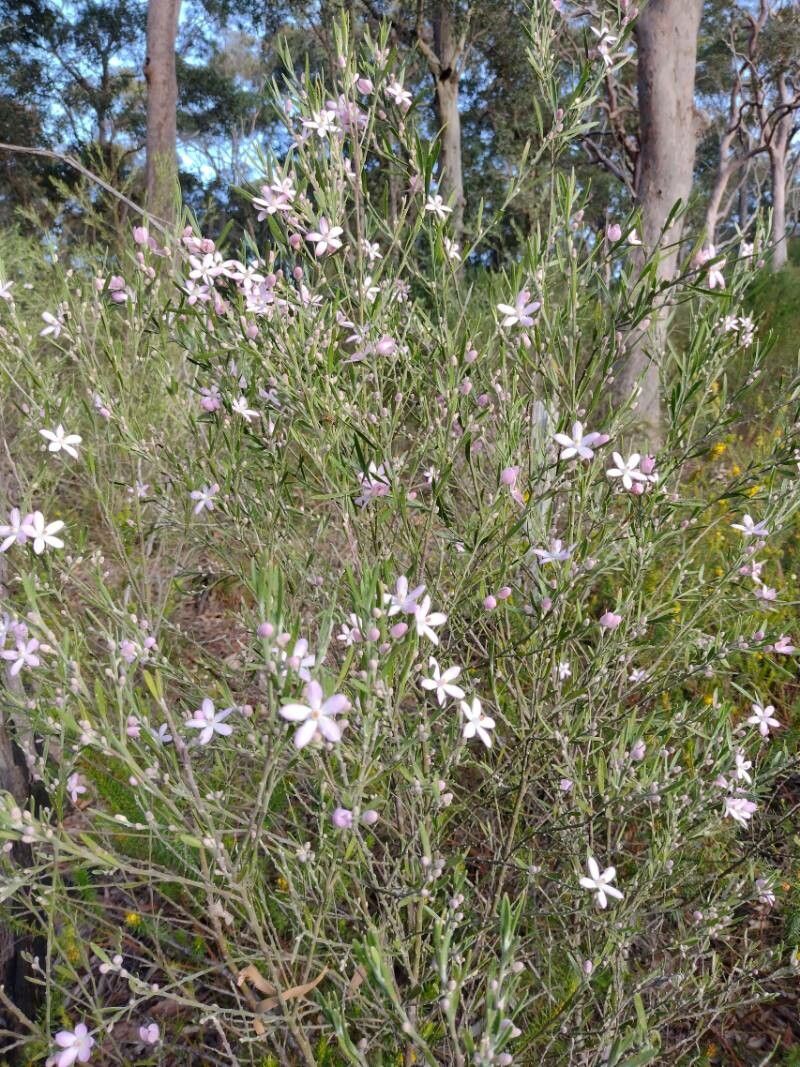 Eriostemon australasius habit