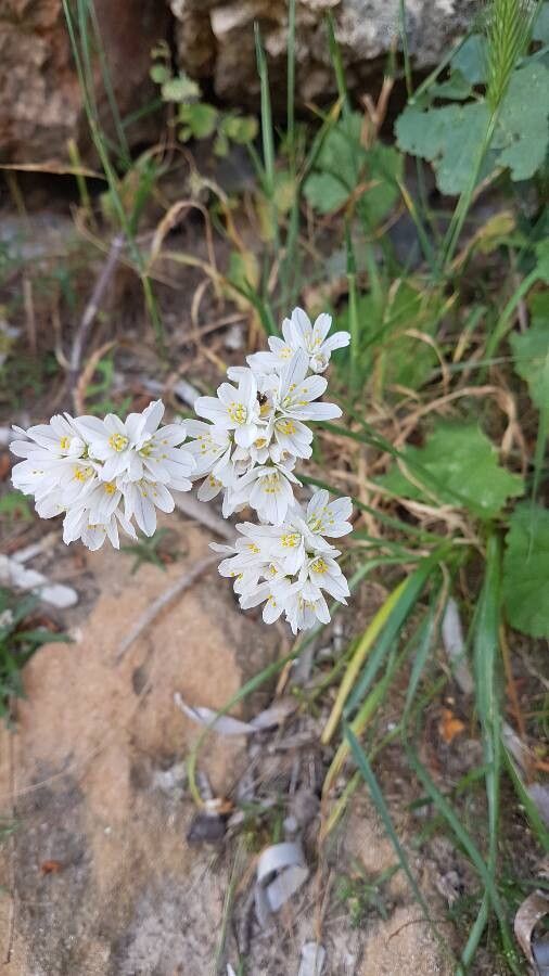Allium neapolitanum flower