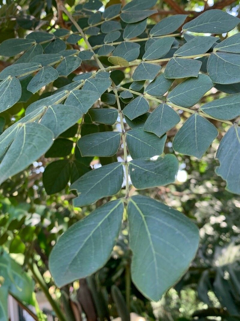 Samanea inopinata leaf