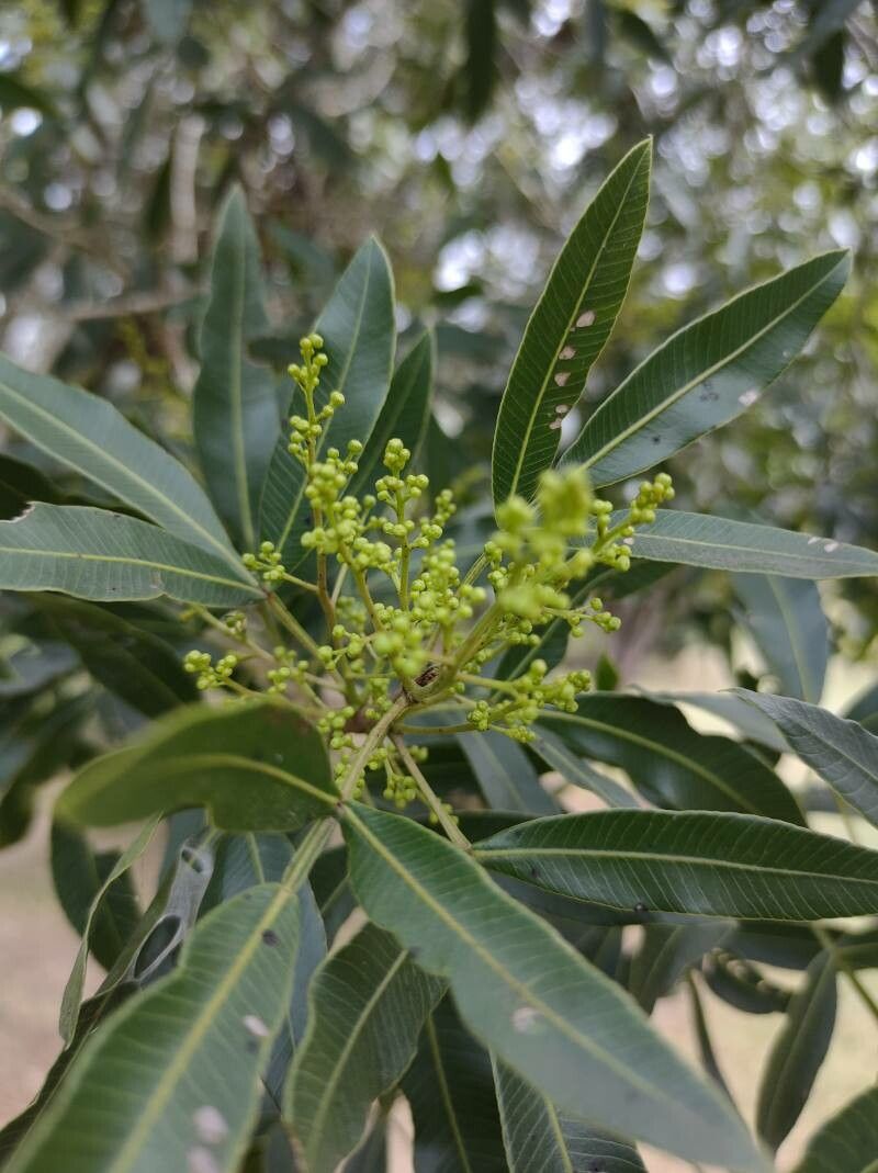 Lithraea molleoides flower