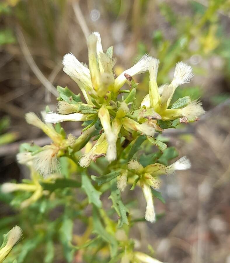 Baccharis flabellata flower