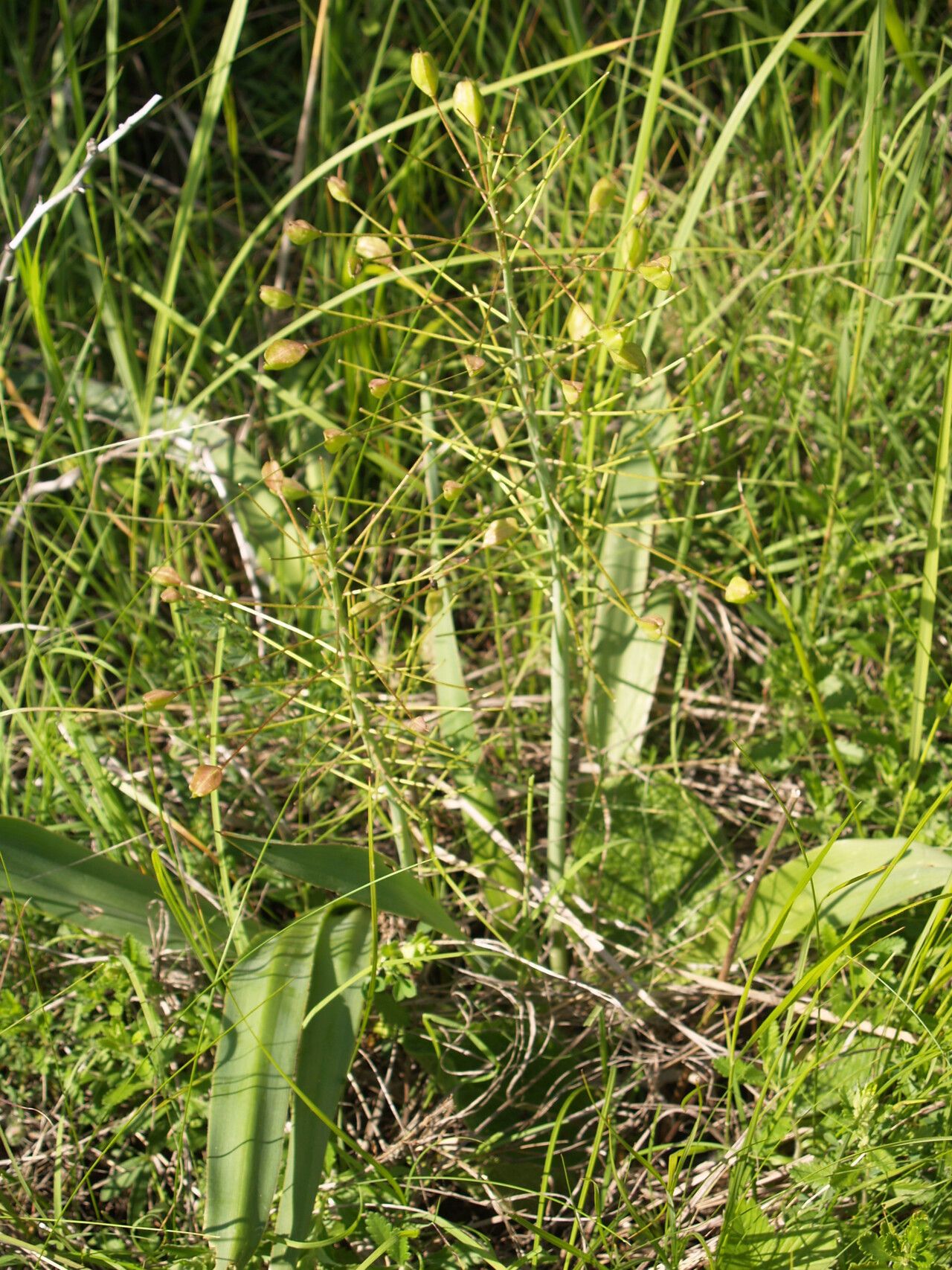 Bellevalia speciosa — search result for 'Bellevalia'