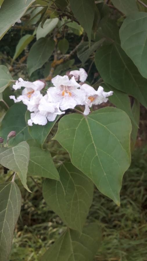 Catalpa duclouxii flower