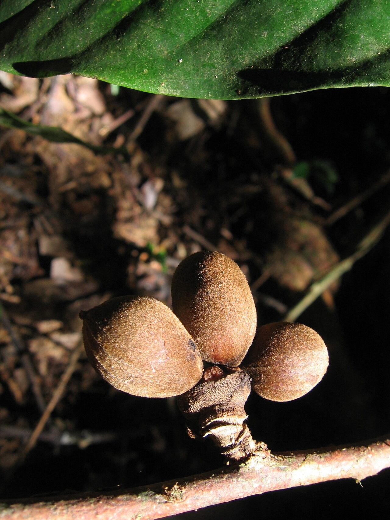 Uvariodendron pycnophyllum fruit
