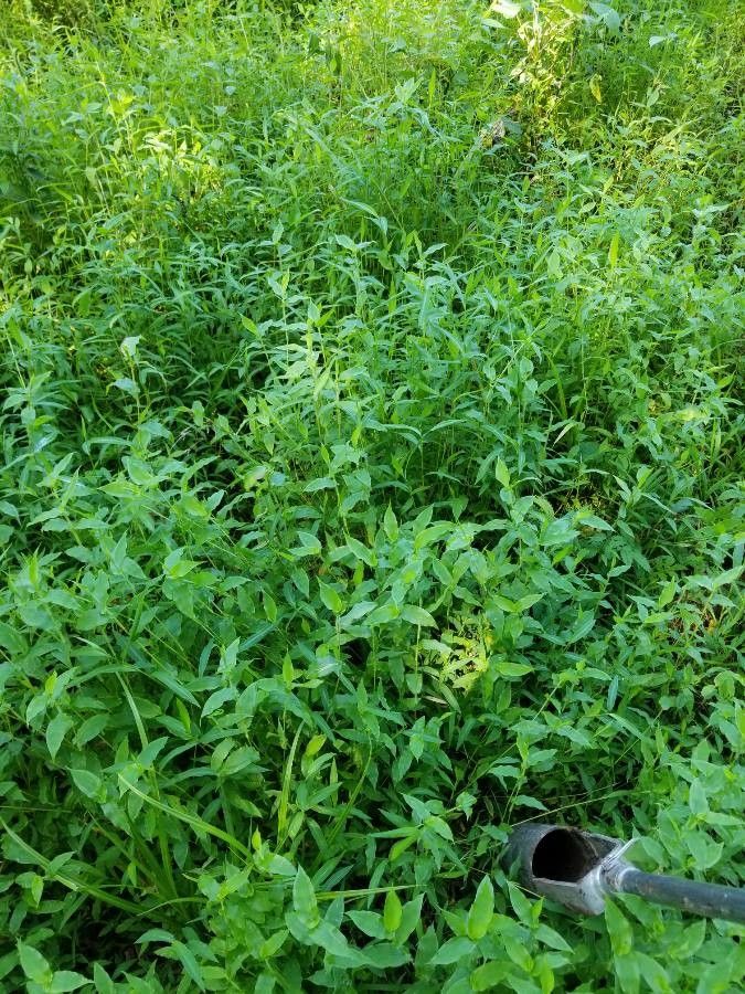 Arthraxon hispidus habit