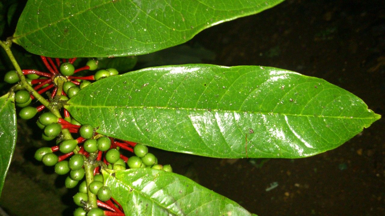 Guatteria diospyroides — houseplant care guide