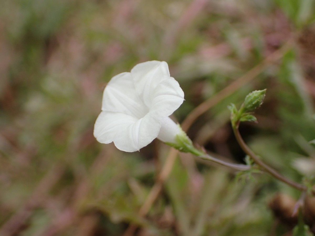 Ipomoea coptica flower