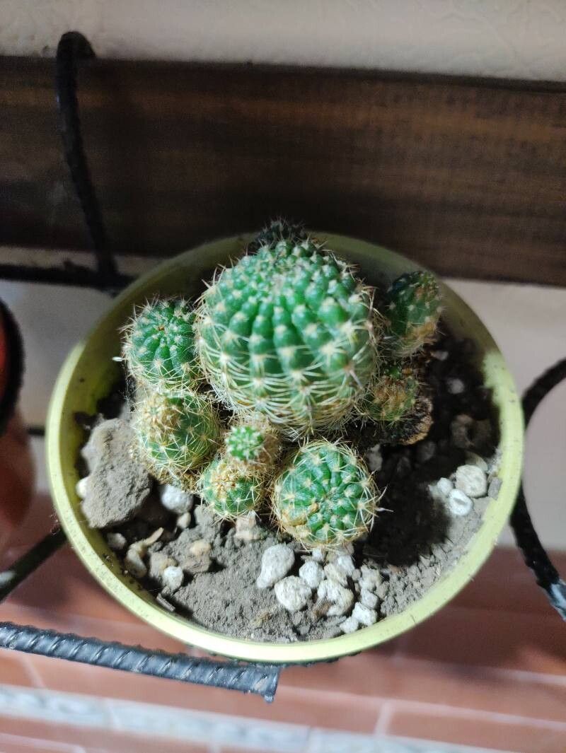 Echinochloa chacoensis